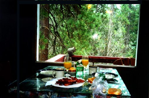 View from kitchen table
